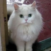 Amos Chang - PeerSpot reviewer